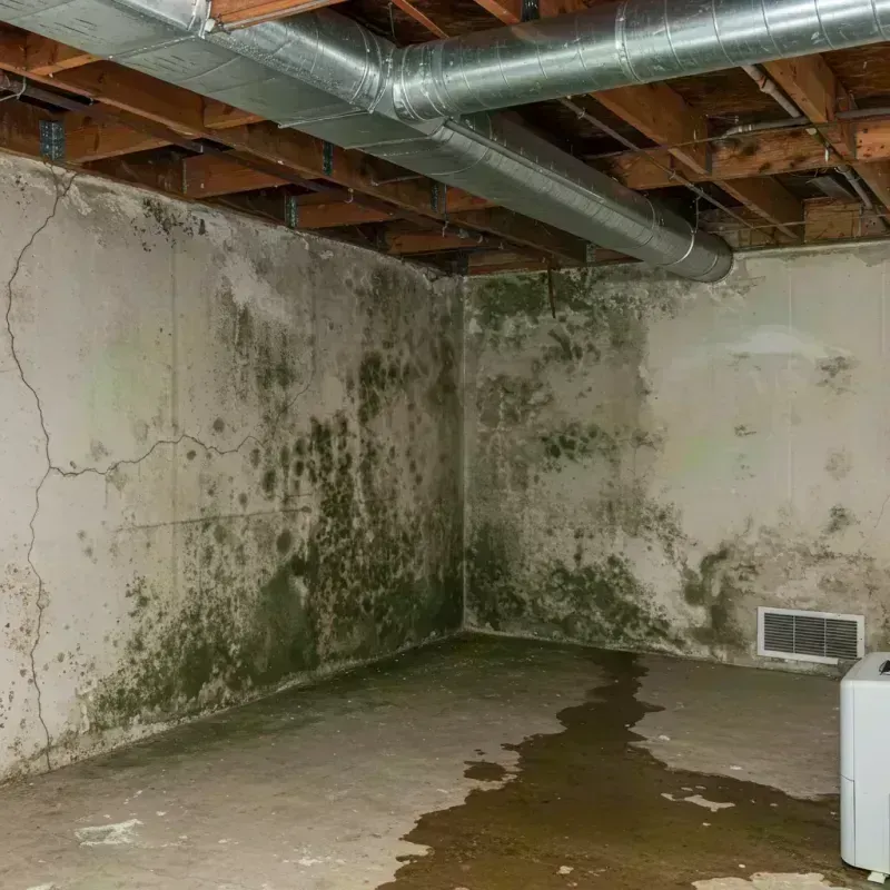 Professional Mold Removal in Tujunga, CA